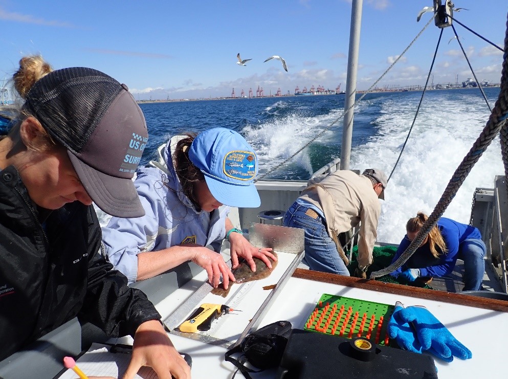 California Halibut Trawl Surveys